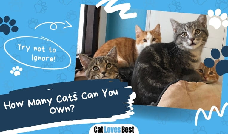how many cats can you own here's all you need to know
