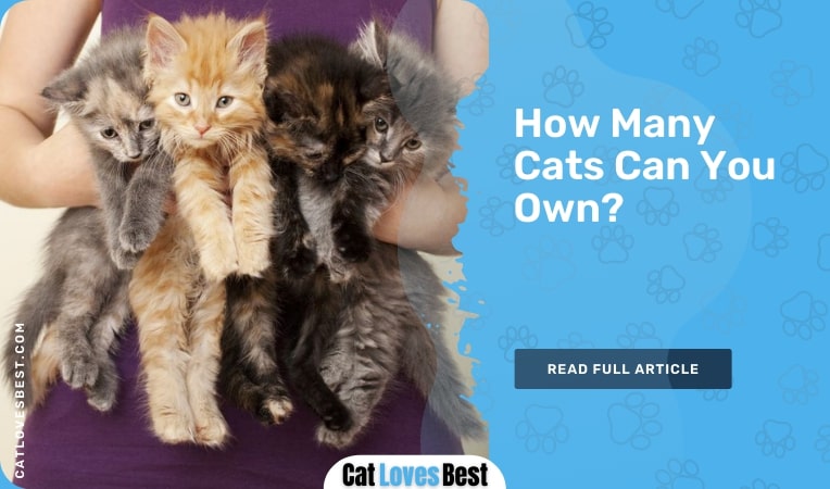 how many cats can you own