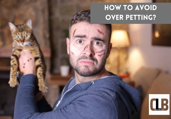 how to avoid overpetting your cat