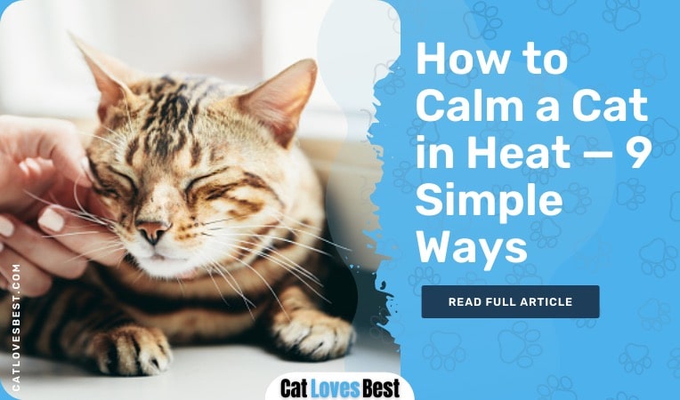 How to Calm a Cat in Heat in 9 Simple Ways