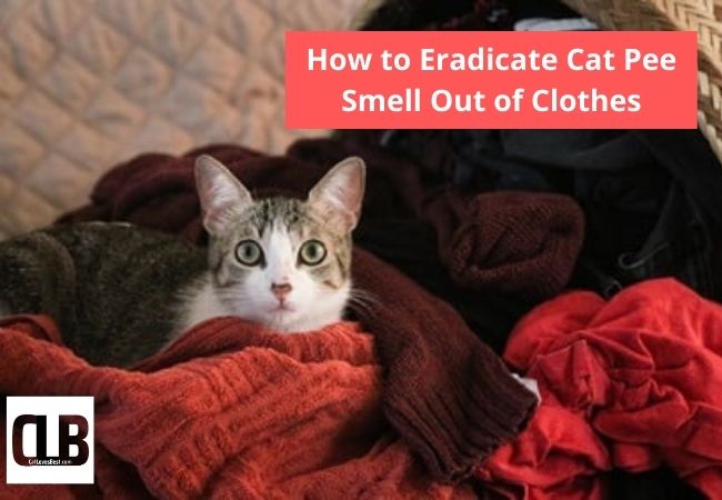 how to eradicate cat pee smell out of clothes