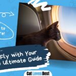 how to fly with your cat the ultimate guide
