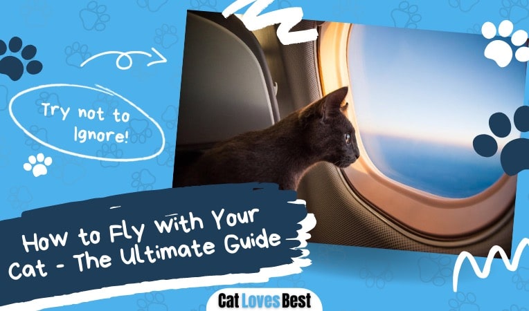 how to fly with your cat the ultimate guide