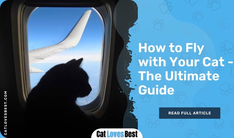 how to fly with your cat