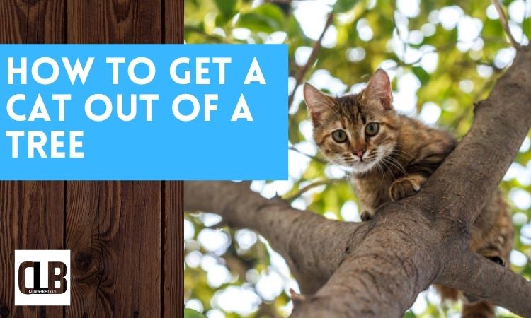 how to get cat out of tree