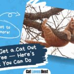 how to get a cat out of the tree easily
