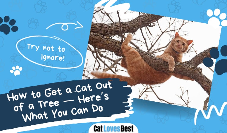 how to get a cat out of the tree easily