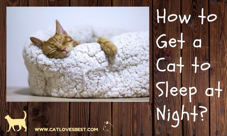 How to Get a Cat to Sleep at Night