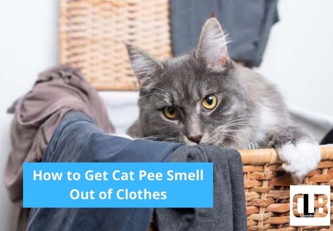 how to get cat pee smell out of clothes