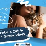 how to keep a cat calm in heat