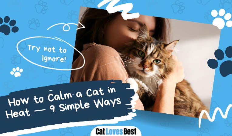 how to keep a cat calm in heat