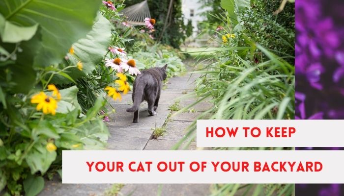 how to keep your cat out of your backyard