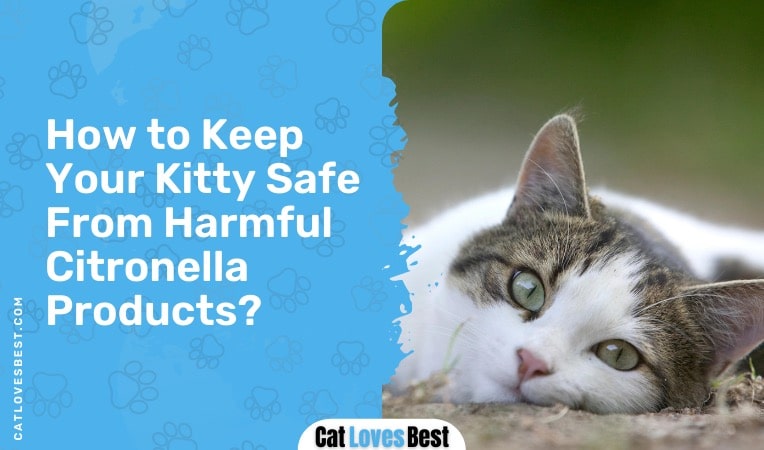How to Keep Your Kitty Safe From Harmful Citronella Products