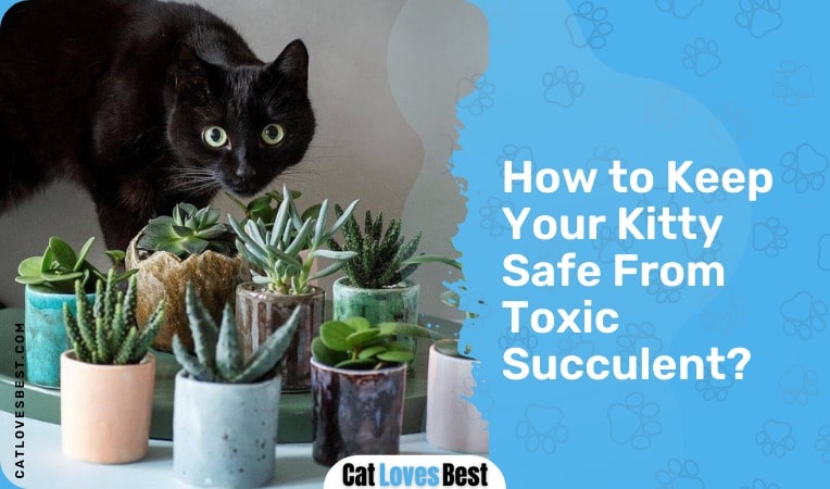 how to keep your kitty safe from toxic succulent plants