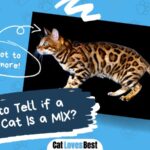 how to know if your bengal cat is a mix