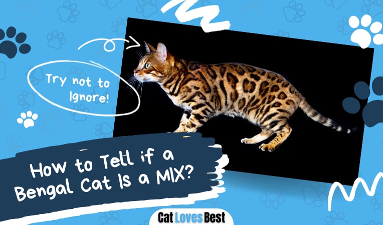how to know if your bengal cat is a mix