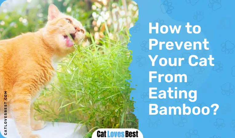 How to Prevent Your Cat From Eating Bamboo