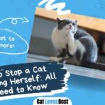 how to stop a cat from scratching herself all you need to know