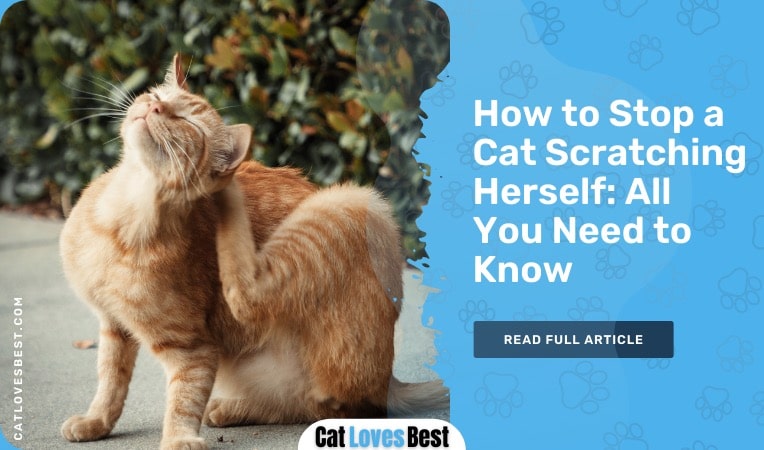 how to stop a cat scratching herself