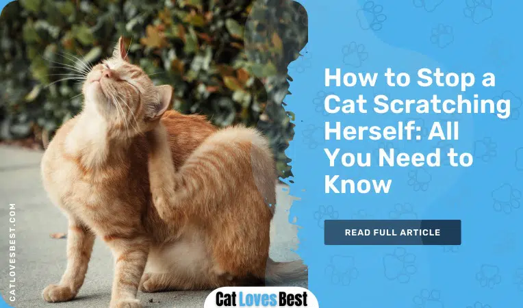 how to stop a cat scratching herself
