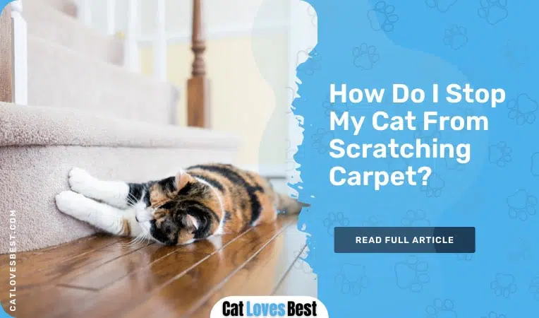 how to stop cat scratching carpet