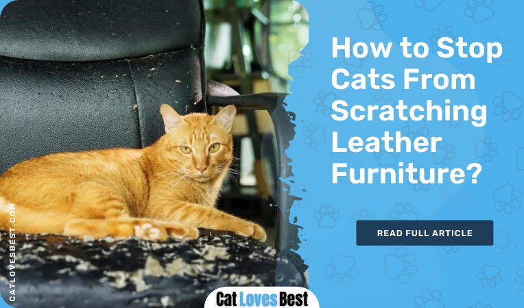 How to Stop Cats From Scratching Leather Furniture