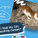 how to stop cats from scratching the carpet