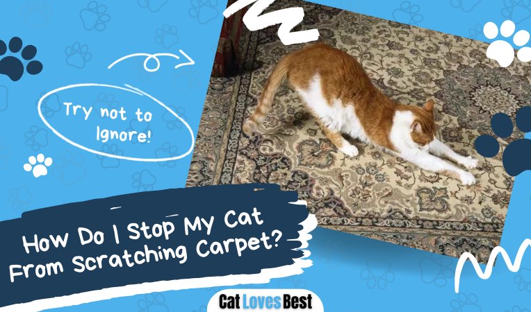 how to stop cats from scratching the carpet