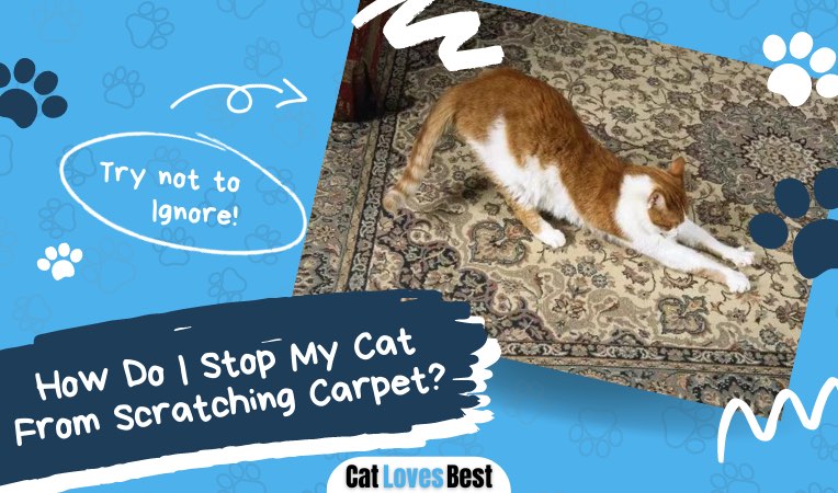 how to stop cats from scratching the carpet