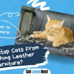 how to stop cats from scratching the leather furniture in 10 easy ways