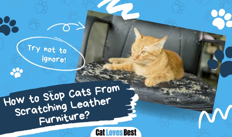 how to stop cats from scratching the leather furniture in 10 easy ways