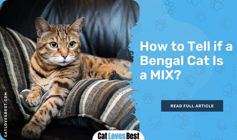 how to tell if a bengal cat is a mix