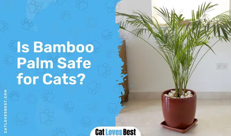 Is Bamboo Palm Safe for Cats