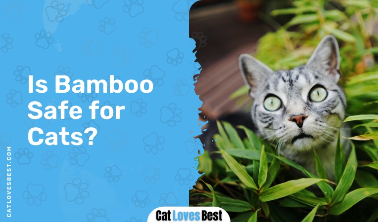 Is Bamboo Safe for Cats