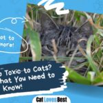 is bamboo toxic to cats here is all you need to know