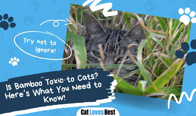 is bamboo toxic to cats here is all you need to know