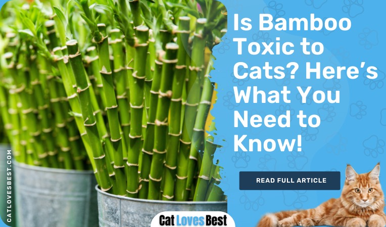 Is Bamboo Toxic to Cats