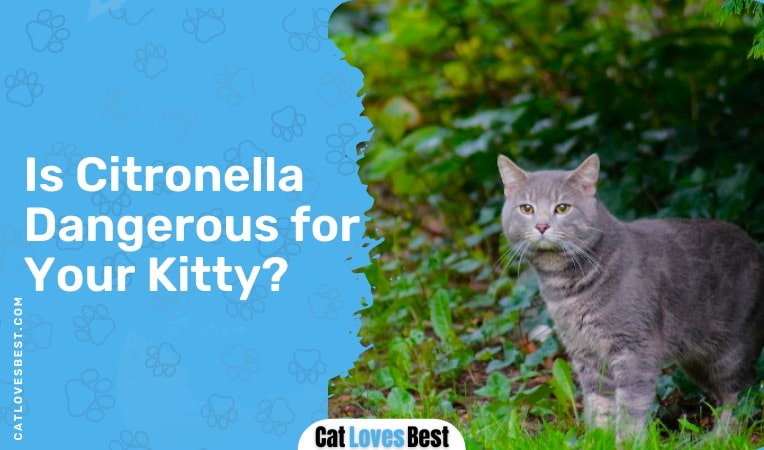 Is Citronella Dangerous for Your Kitty