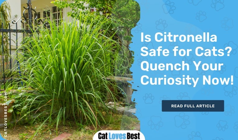 Is Citronella Safe for Cats