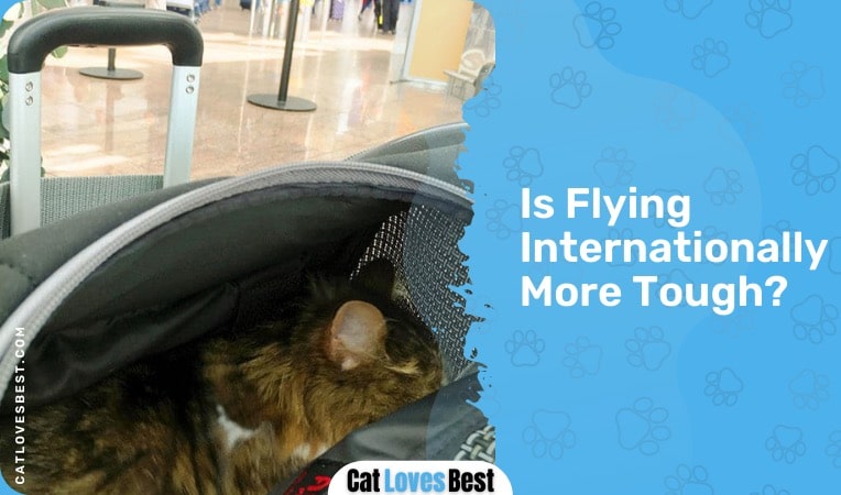 is flying international difficult with your cat