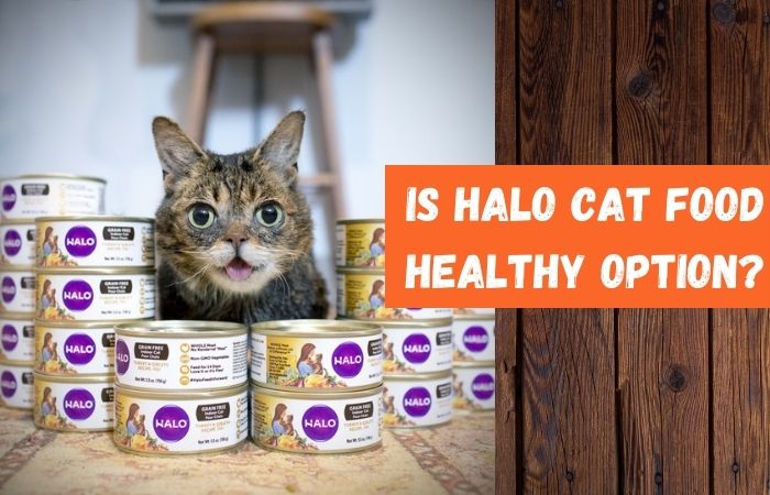 is halo cat food healthy option