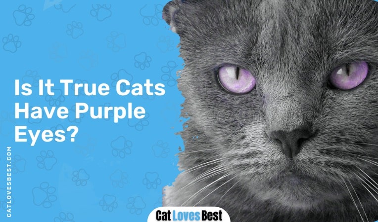 is it true that cats have purple eyes