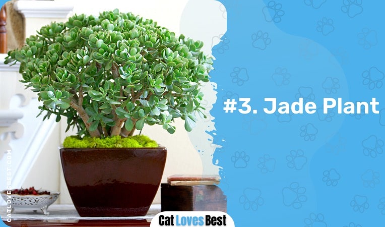 jade plant bad for cats