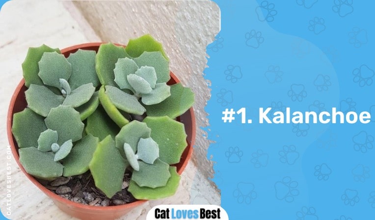 kalanchoe succulent plant toxic to cats