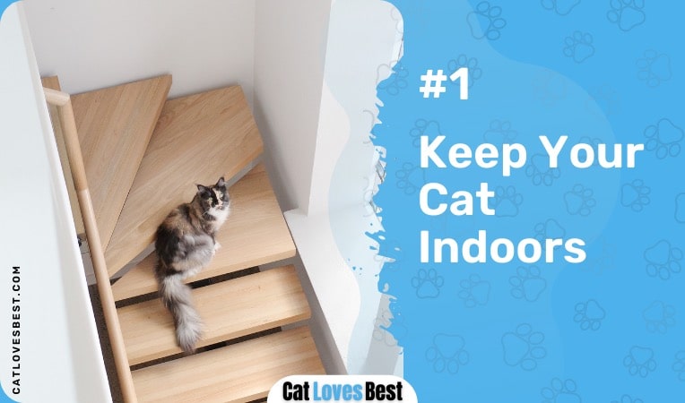 Keep Your Cat Indoors