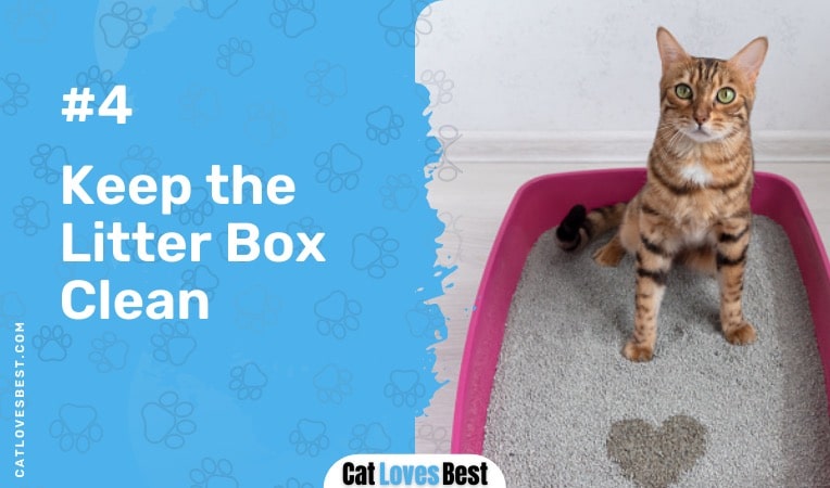 Keep Your Cats Litter Box Clean During Heat Cycle