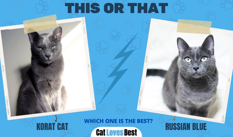 korat cat vs russian cat