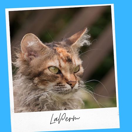 LaPerm Cat With Ear tufts