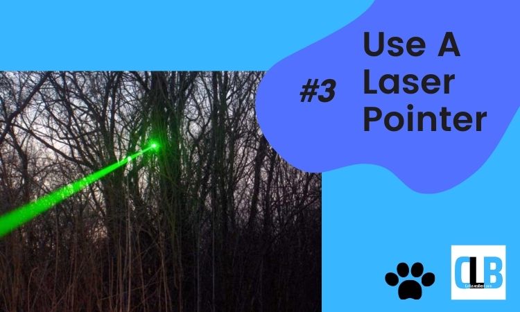 laser pointing on tree