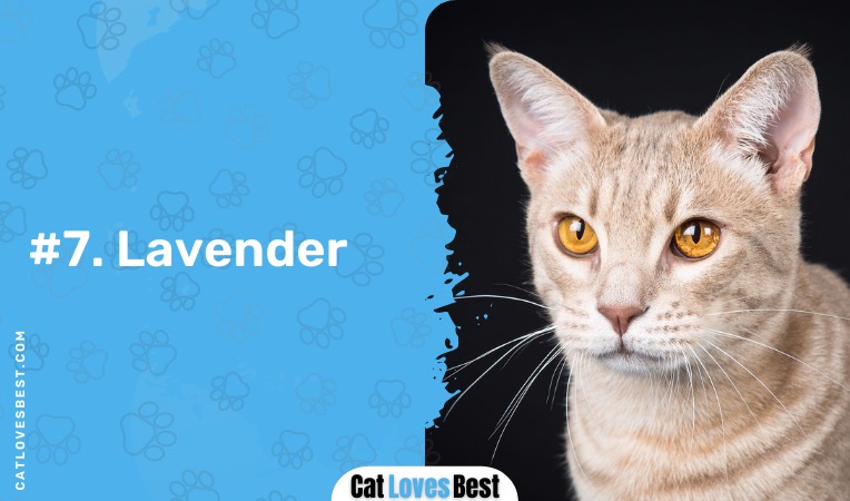 lavender ocicat